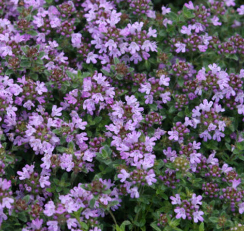 Thymus pseudolanuginosus