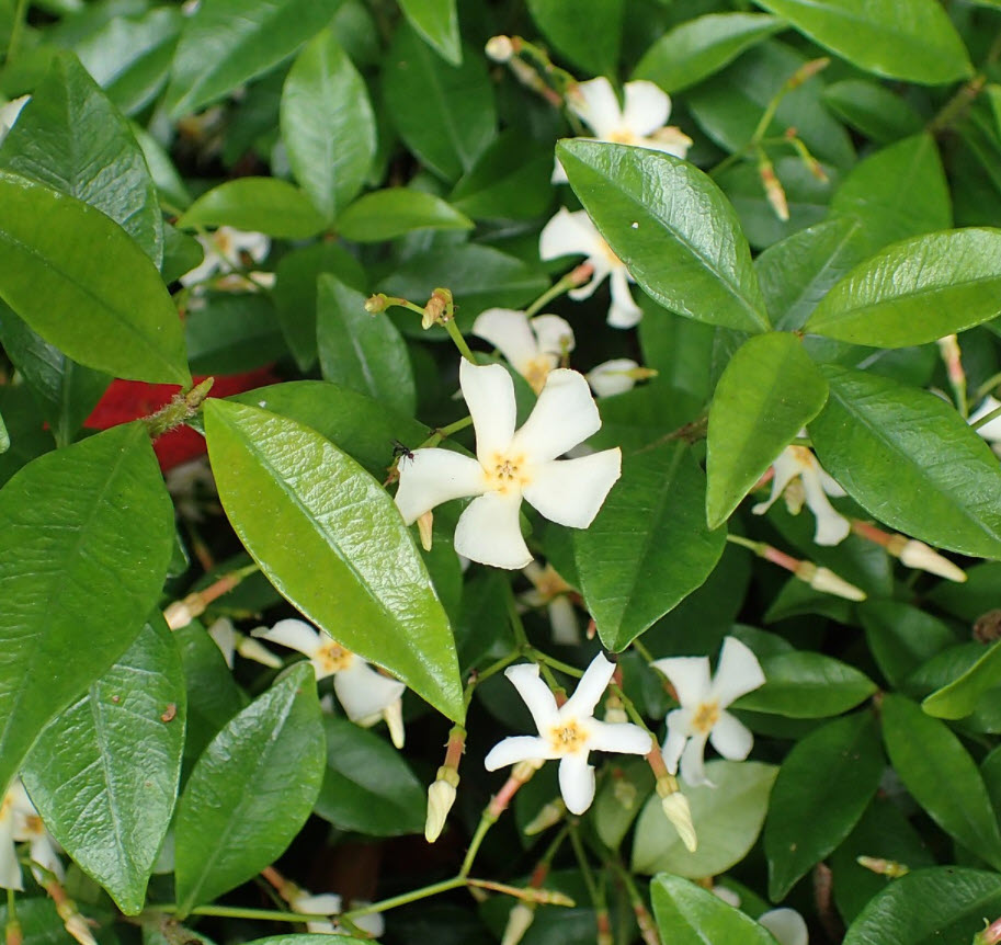 Trachelospermum asiaticum