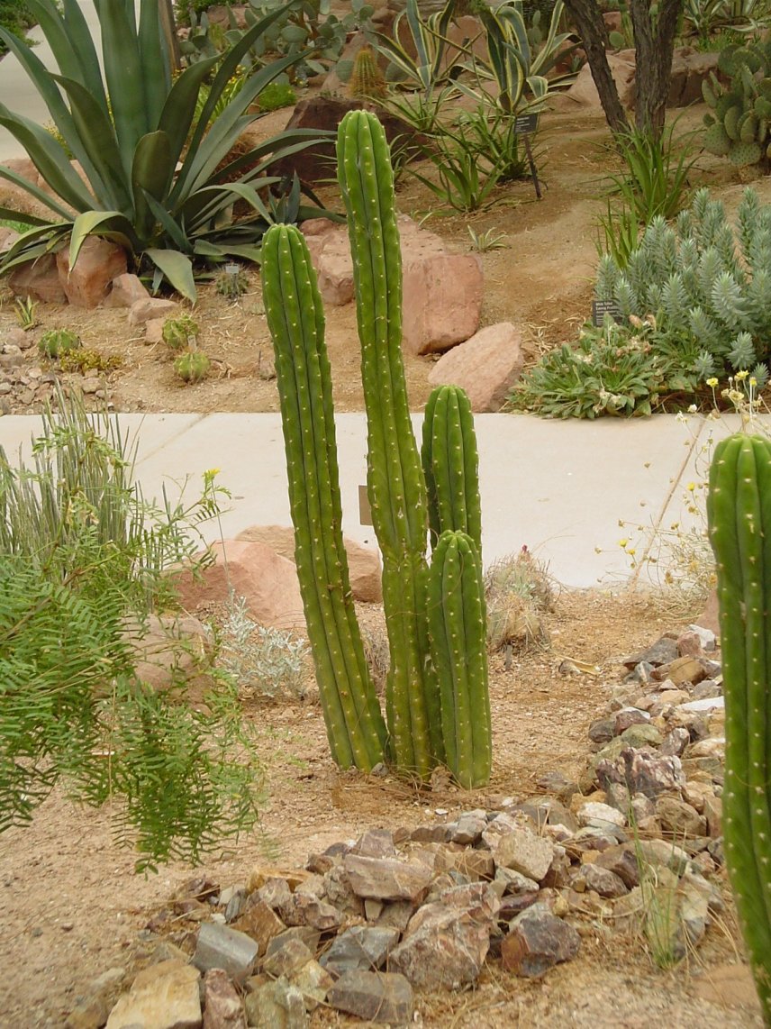Trichocereus pachanoi - San Pedro Cactus | PlantMaster
