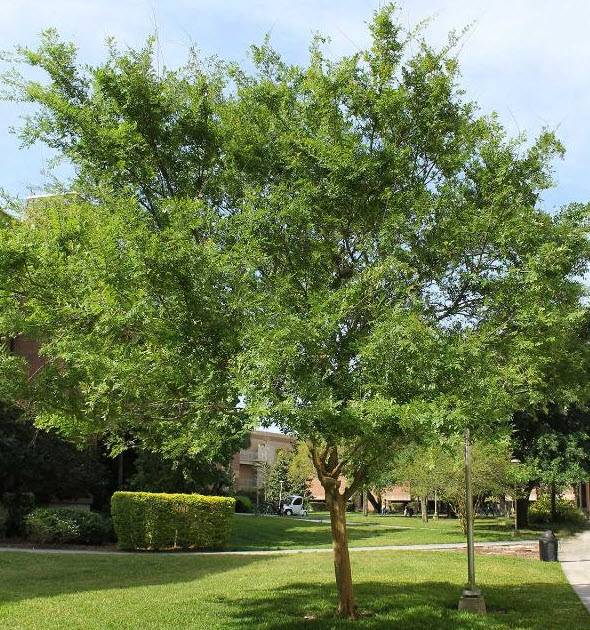 Ulmus parvifolia 'True Green' - True Green Chinese Elm