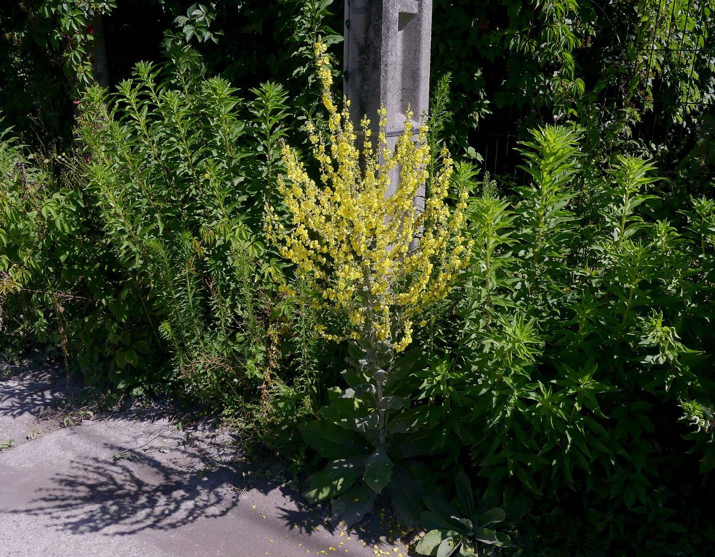 Verbascum olympicum - Grecian Mullein | PlantMaster