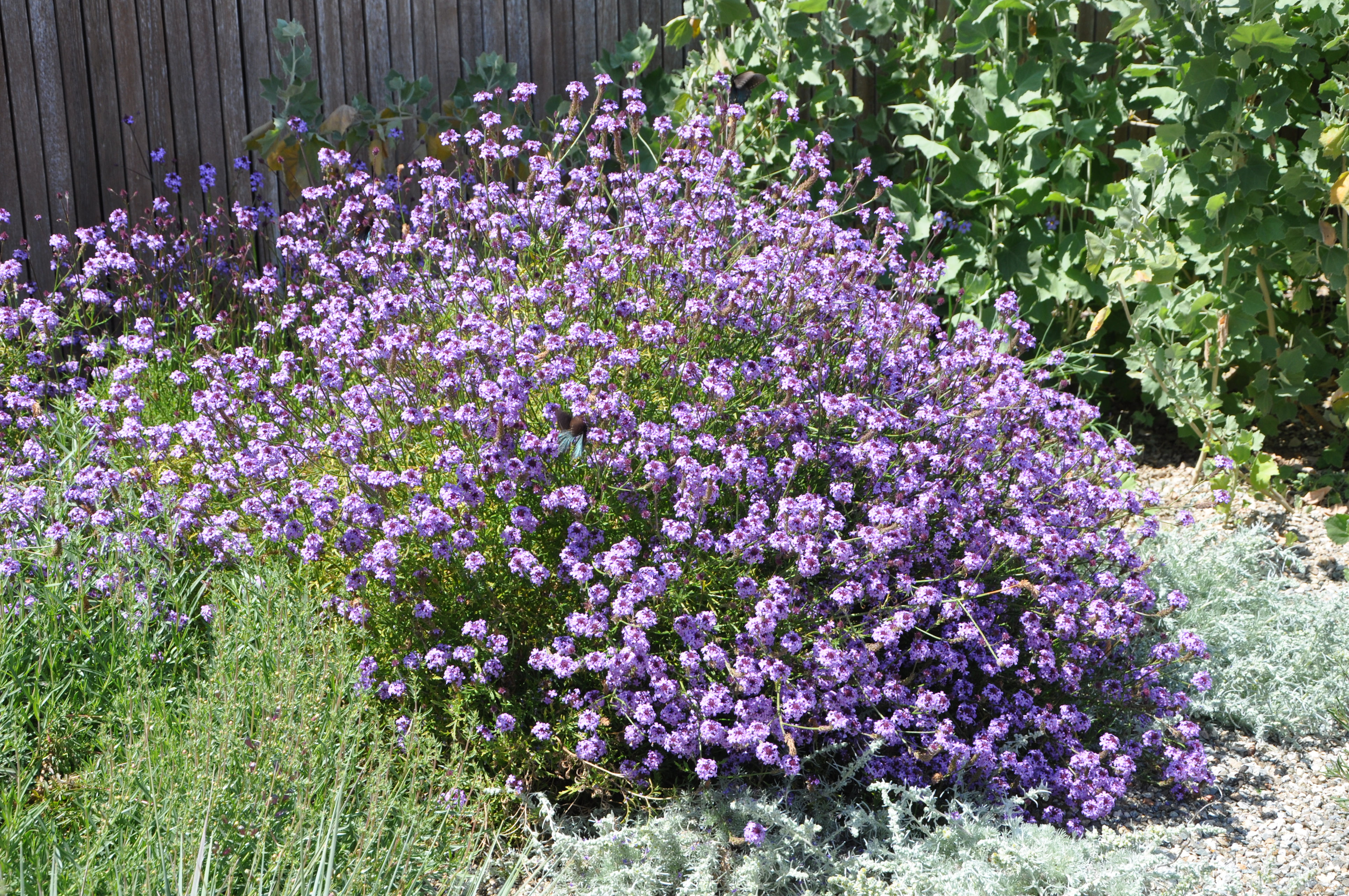 Verbena lilacina - Cedros Island Verbena | PlantMaster