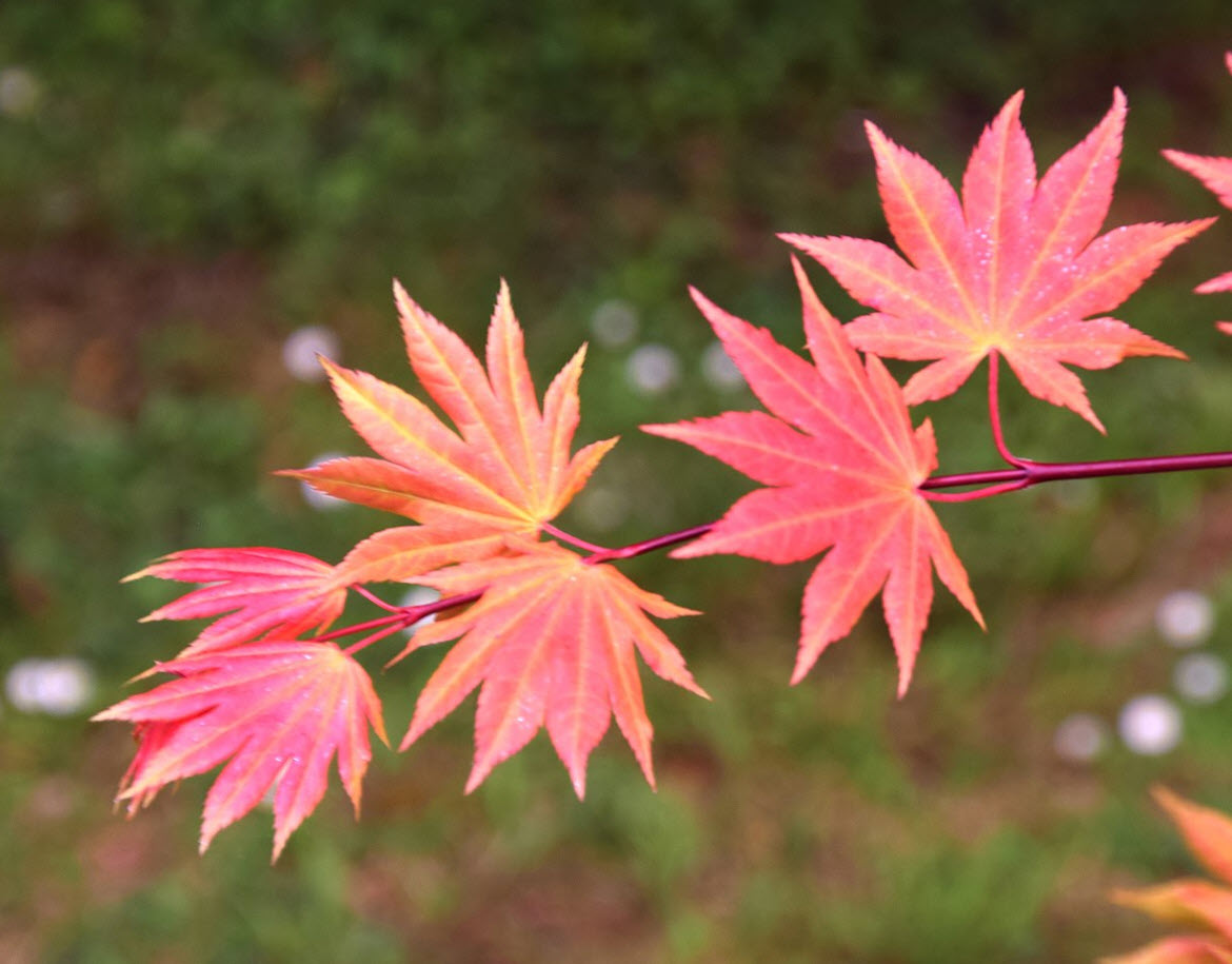 Acer shirasawanum 'Autumn Moon' - Autumn Moon Maple