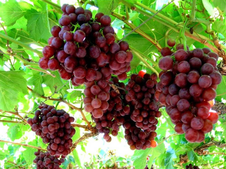 Red Flame Seedless Grape Vine