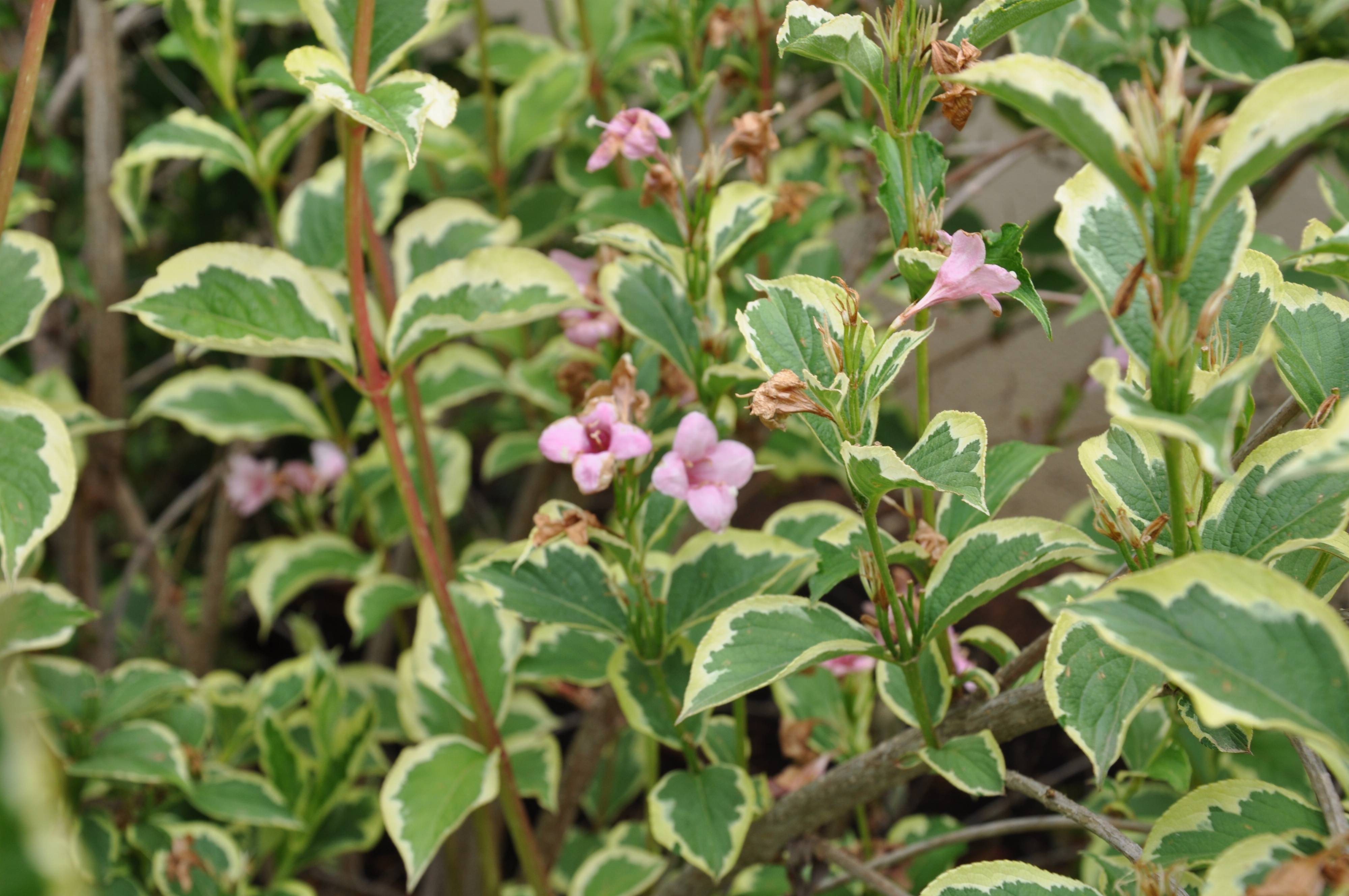 Weigela florida 'Variegata' - Variegated Weigela | PlantMaster