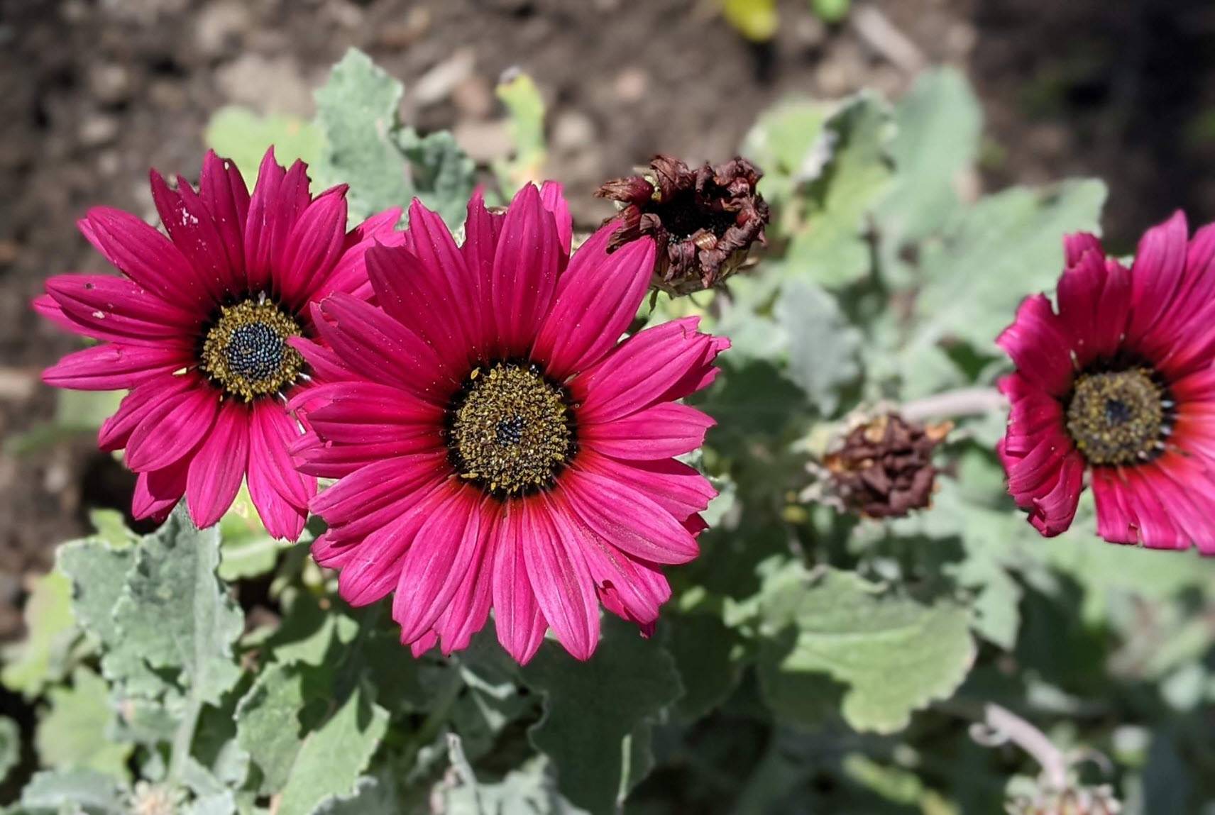 Arctotis hybrids 'Big Magenta' - Big Magenta African Daisy | PlantMaster