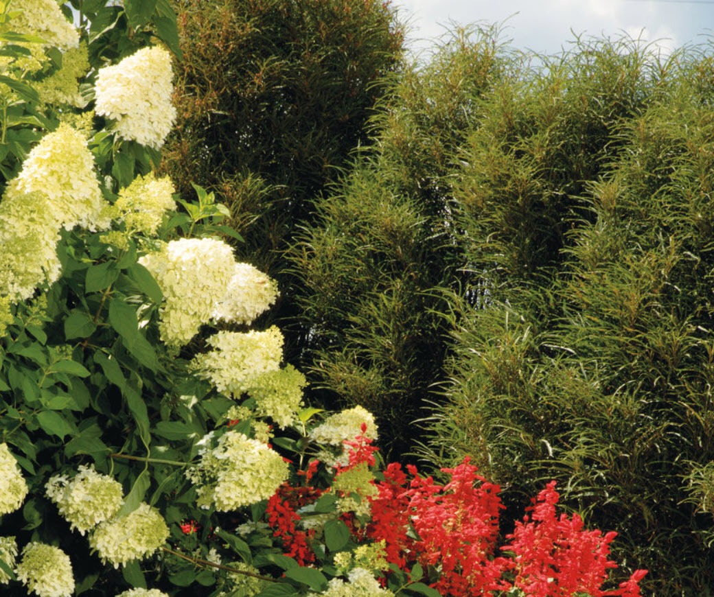 Rhamnus frangula 'Fineline' - Fineline Buckthorn | PlantMaster