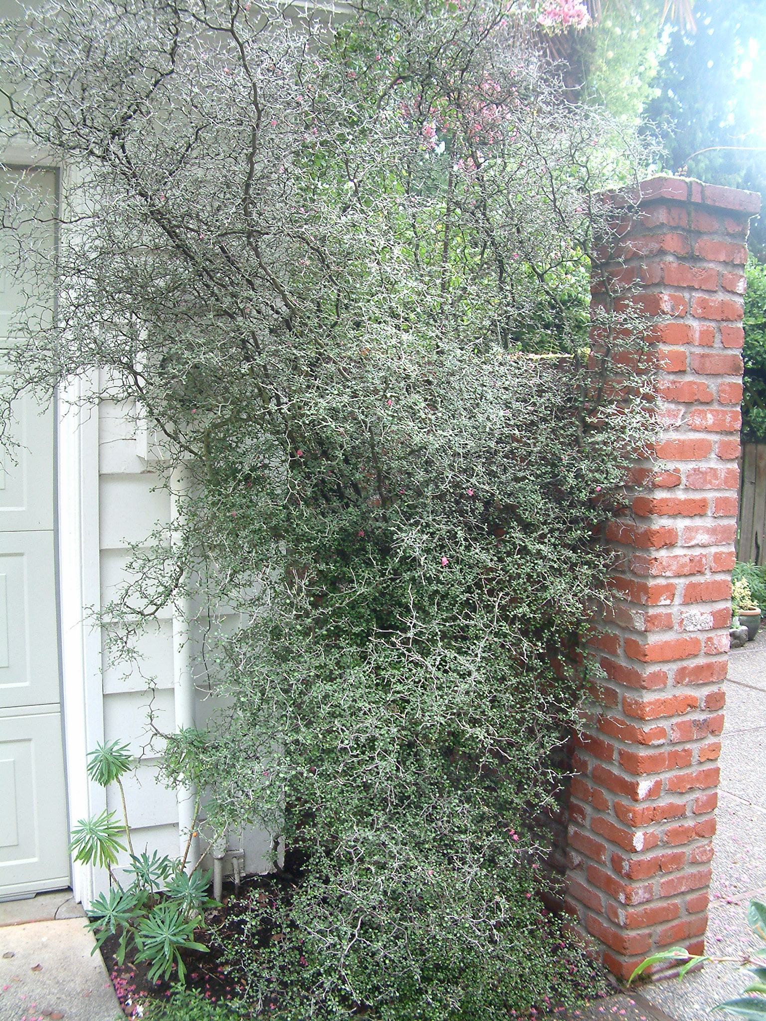 asparagus sprengeri plant 10 EMERALD ASPARAGUS FERN A. Densiflorus Mazeppa Houseplant Flower Seeds
