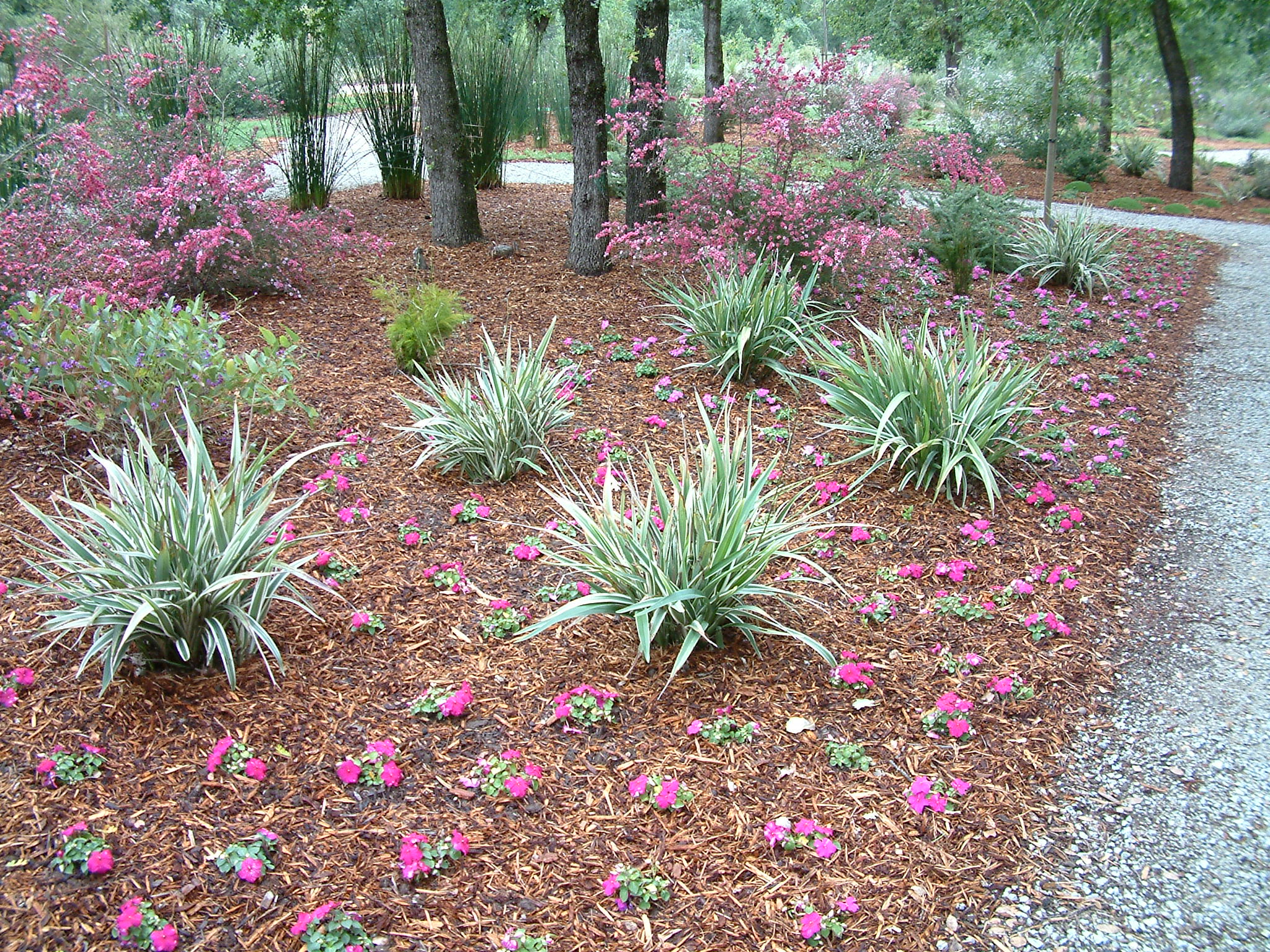 flax lily landscaping