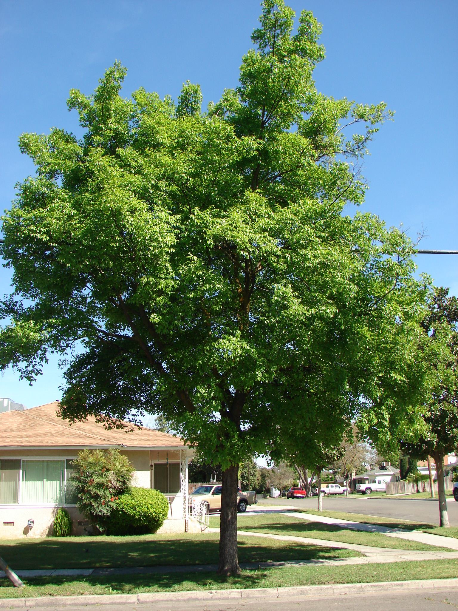 Celtis sinensis