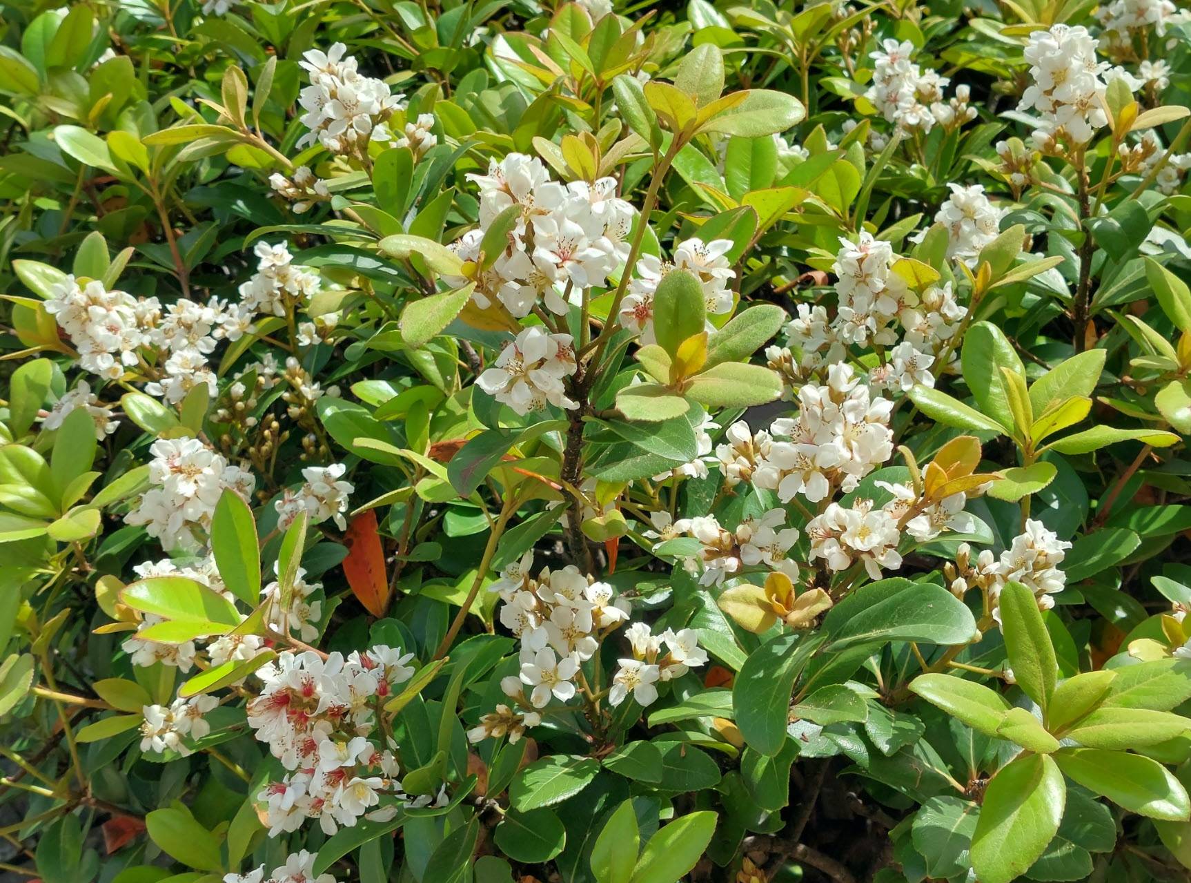 Rhaphiolepis Umbellata - Yeddo Hawthorn 