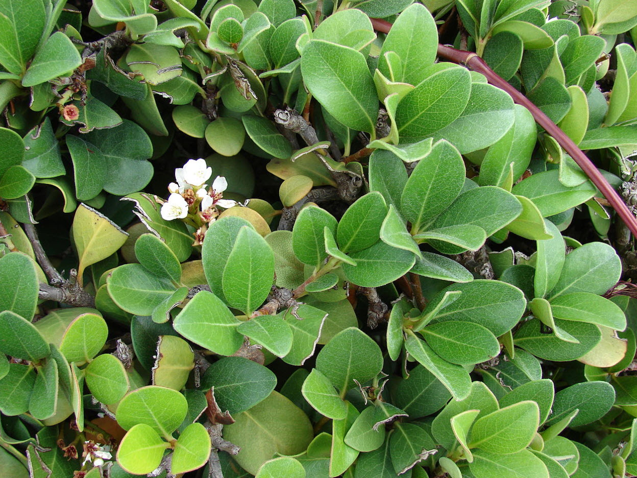 Rhaphiolepis Umbellata - Yeddo Hawthorn | PlantMaster