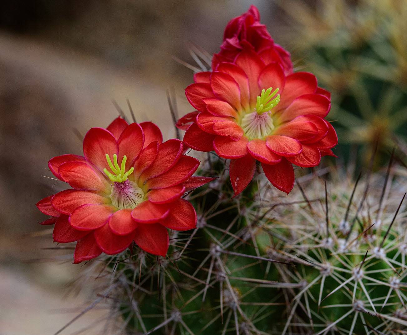 Echinocereus triglochidiatus - Claret Cup, Strawberry Cactus