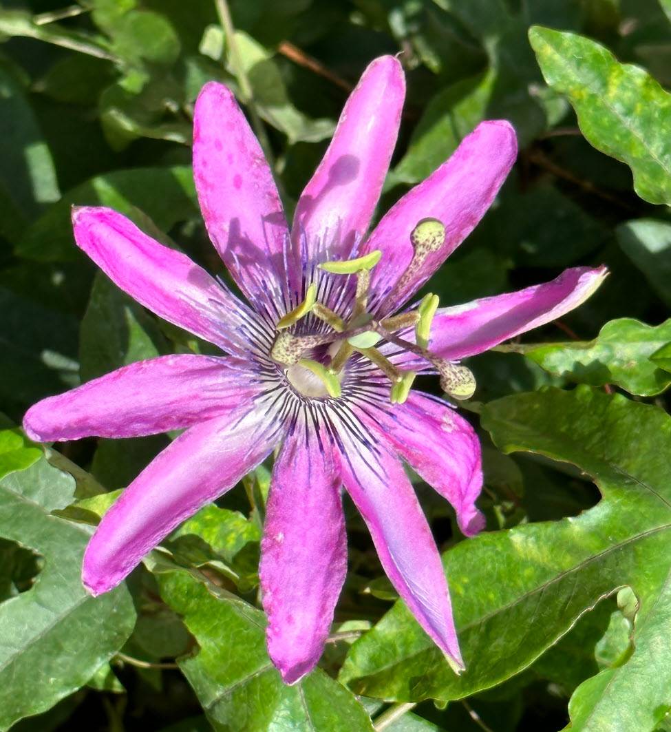 Passiflora 'Lavender Lady' - Lavender Lady Passion Vine | PlantMaster