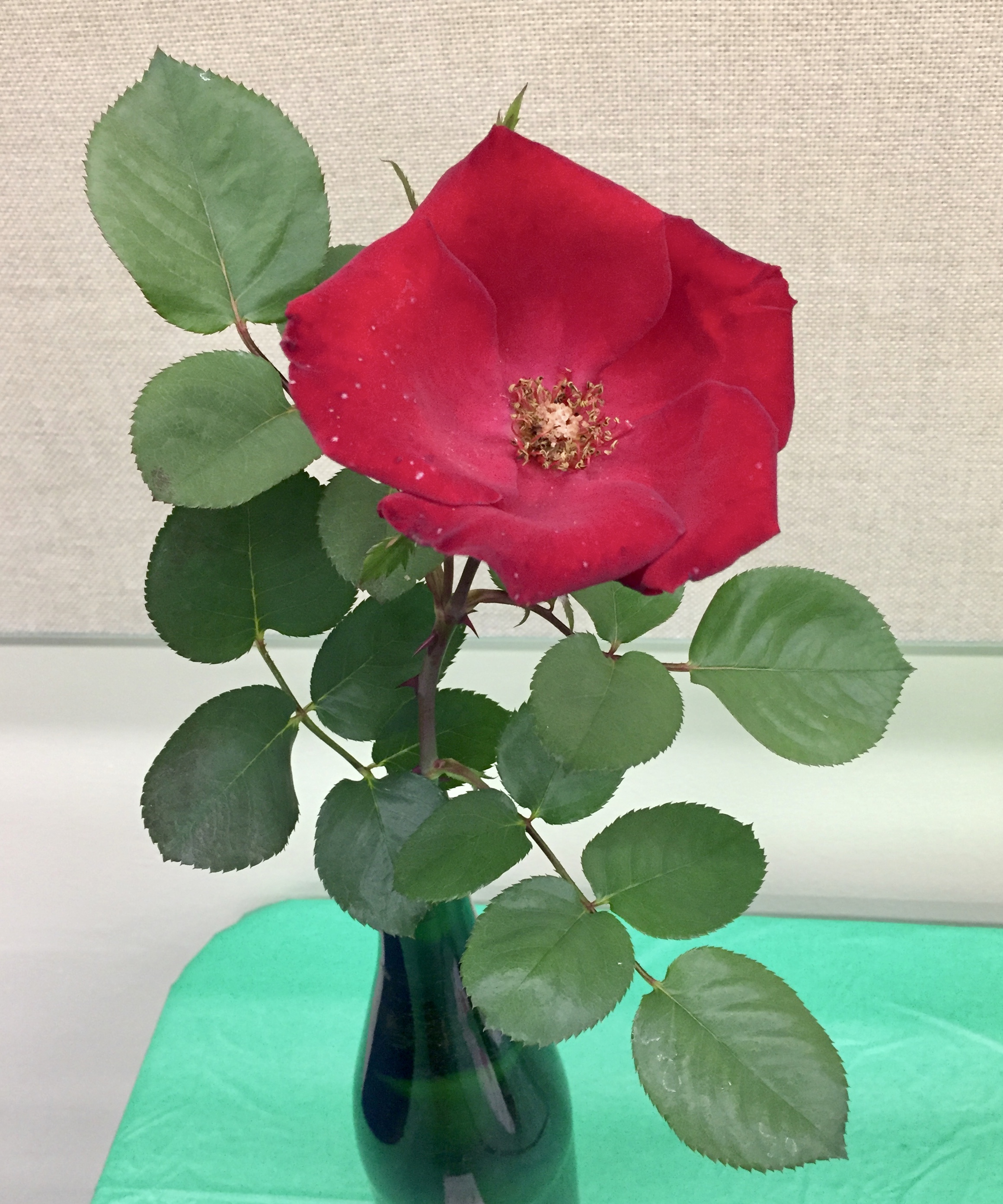 Rosa 'Altissimo' - Climbing Rose | PlantMaster