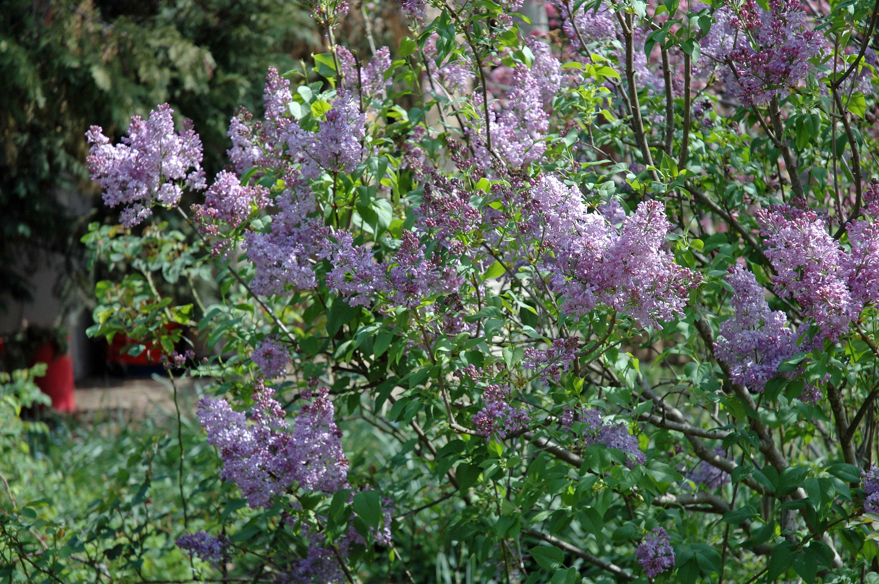 lavender plants in bulk English Lavender for Sale