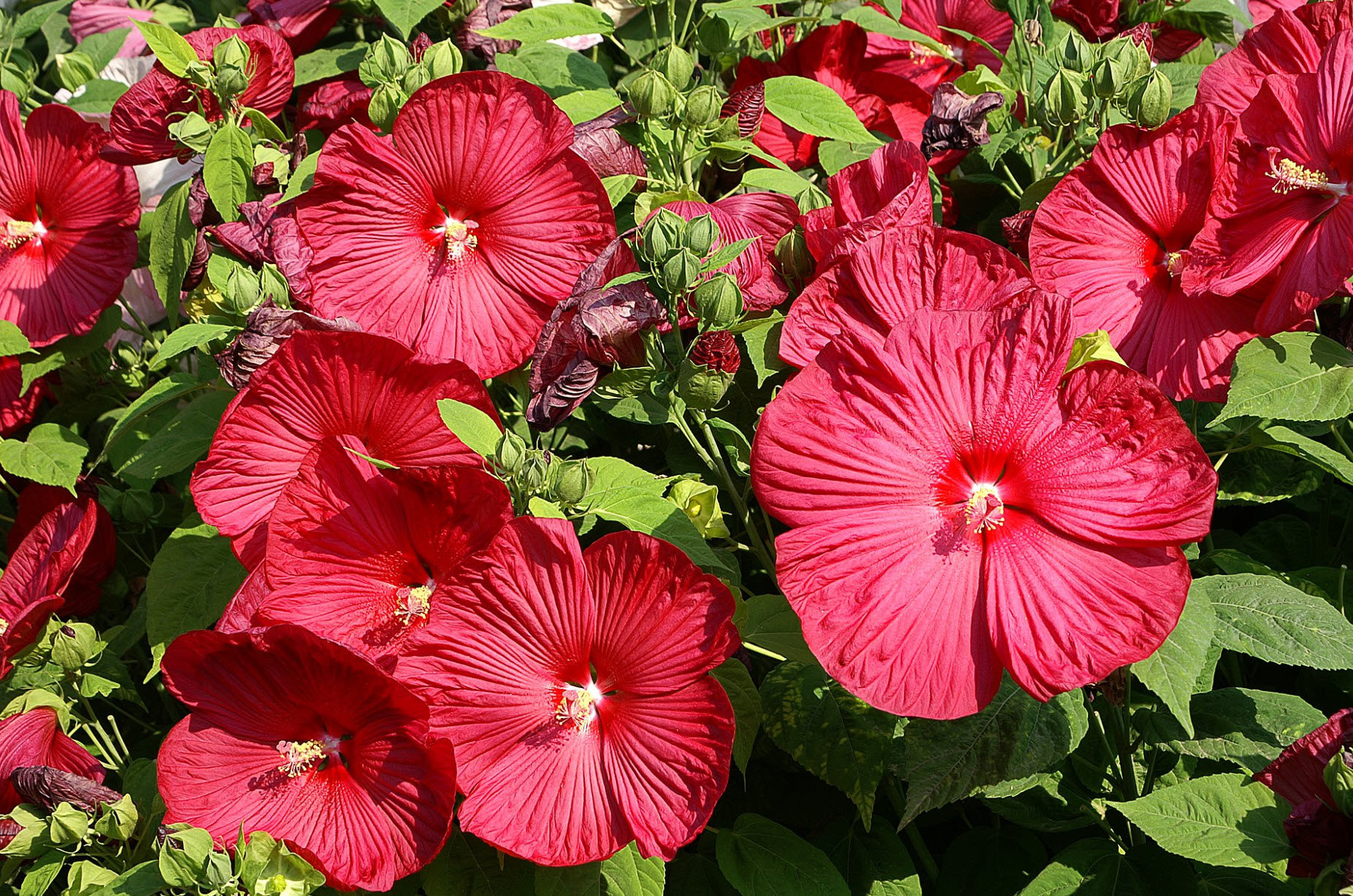 Hibiscus moscheutos - Swamp Rose Mallow | PlantMaster