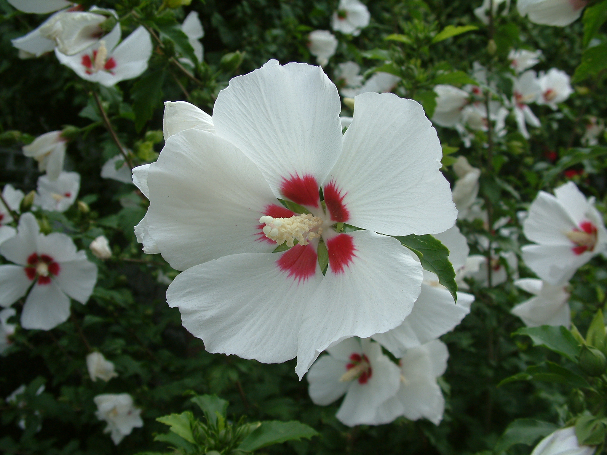 Hibiscus syriacus 'Red Heart' - Red Heart Rose Of Sharon | PlantMaster