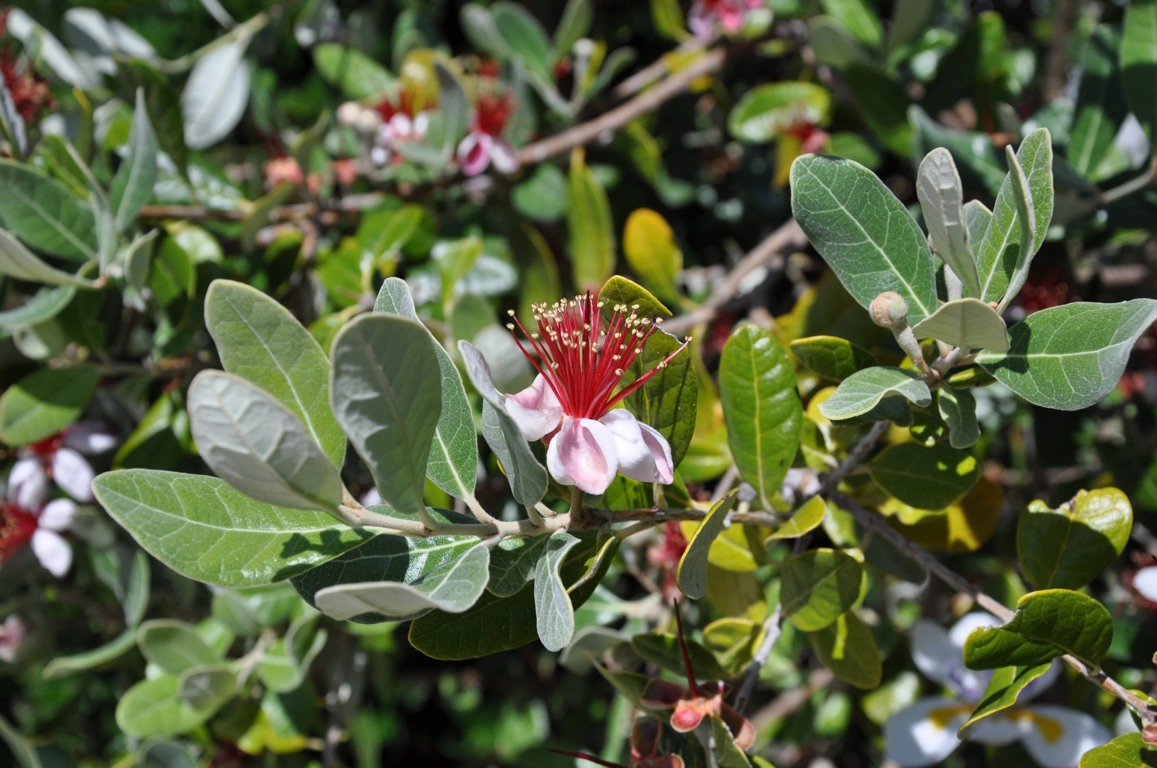 Feijoa sellowiana - Pineapple Guava | PlantMaster