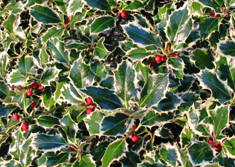 homalomena rubescens stardust variegata Homalomena Rubescens Stardust Variegated main image 0