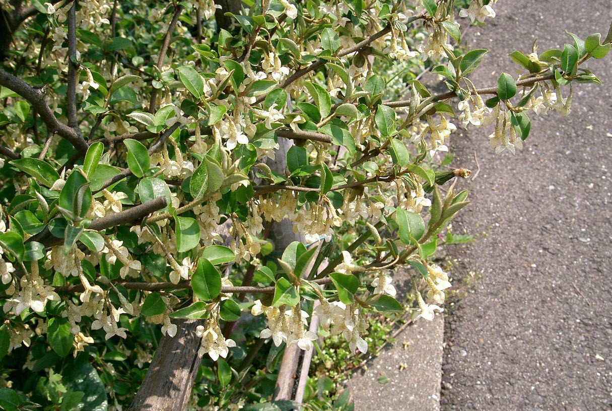 Кустарник Гуми Описание И Фото – Telegraph