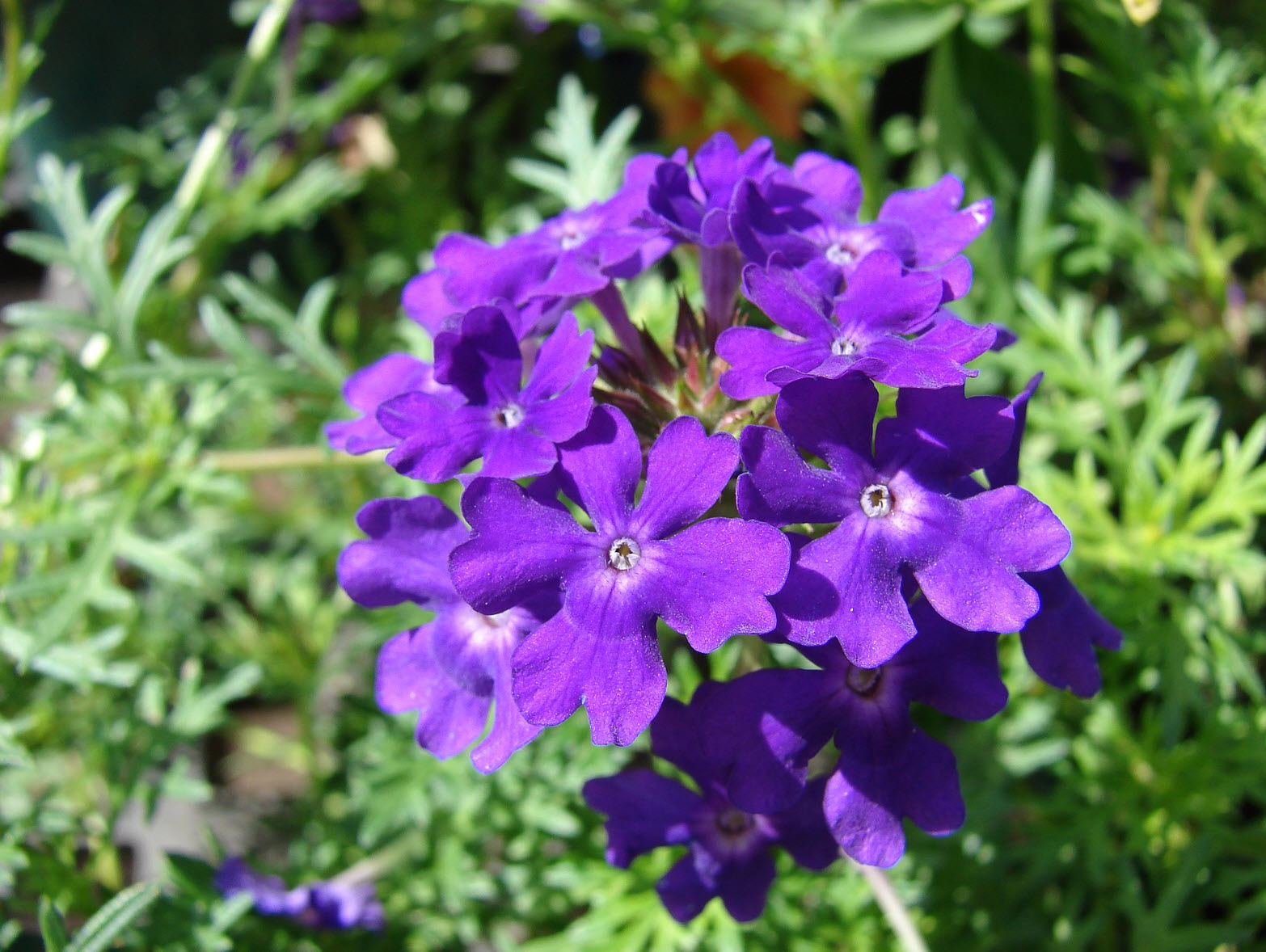 Verbena hybrid 'Tapien Blue Violet' - Verbena | PlantMaster