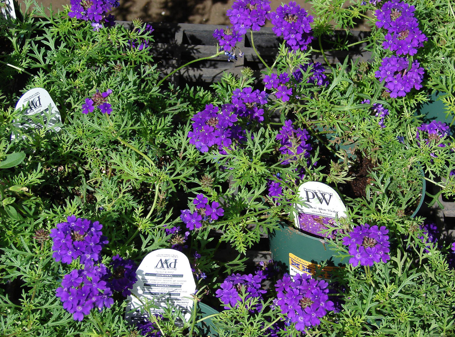 Verbena hybrid 'Tapien Blue Violet' - Verbena | PlantMaster