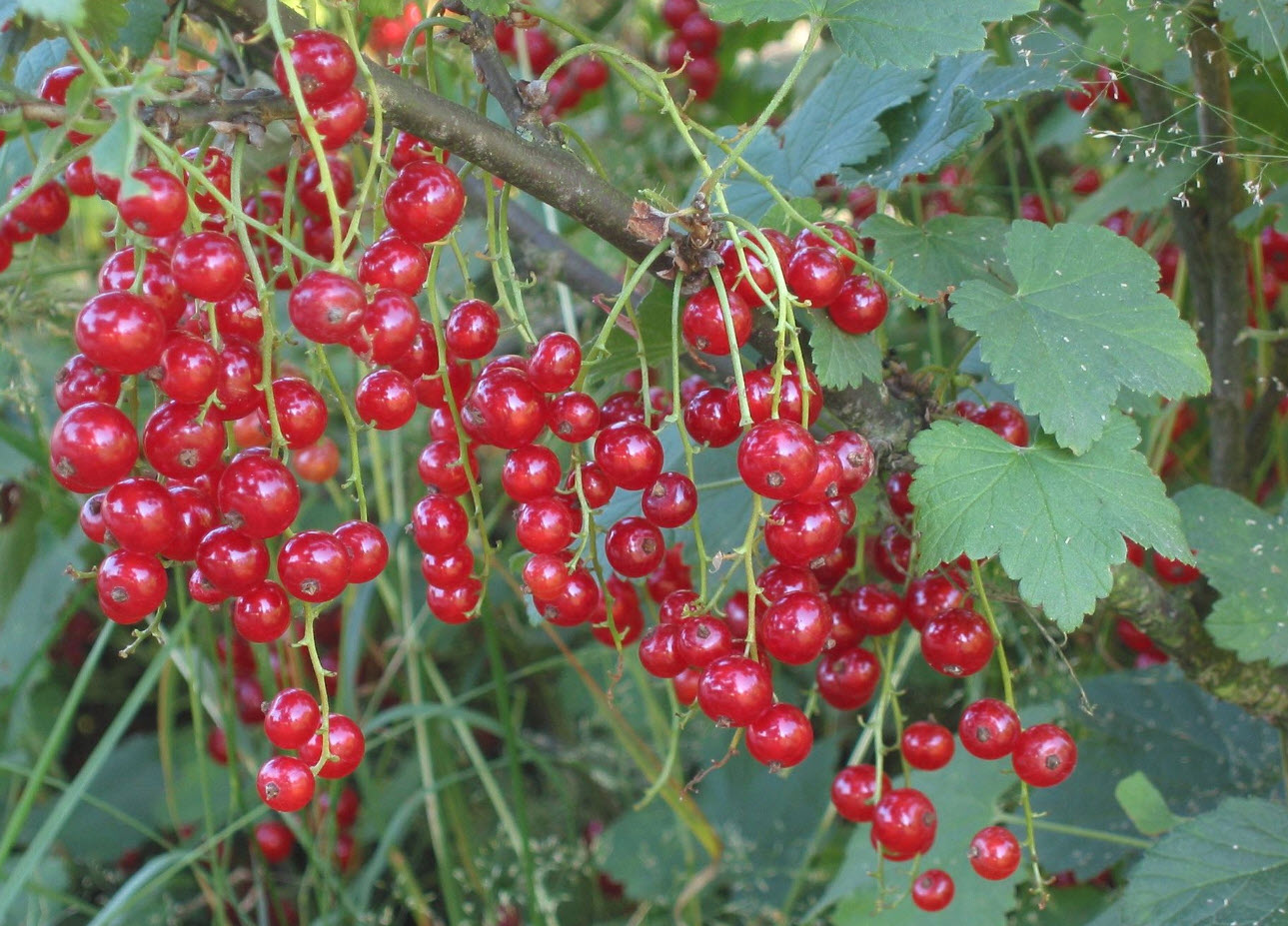 Ribes rubrum - Garden Red Currant | PlantMaster