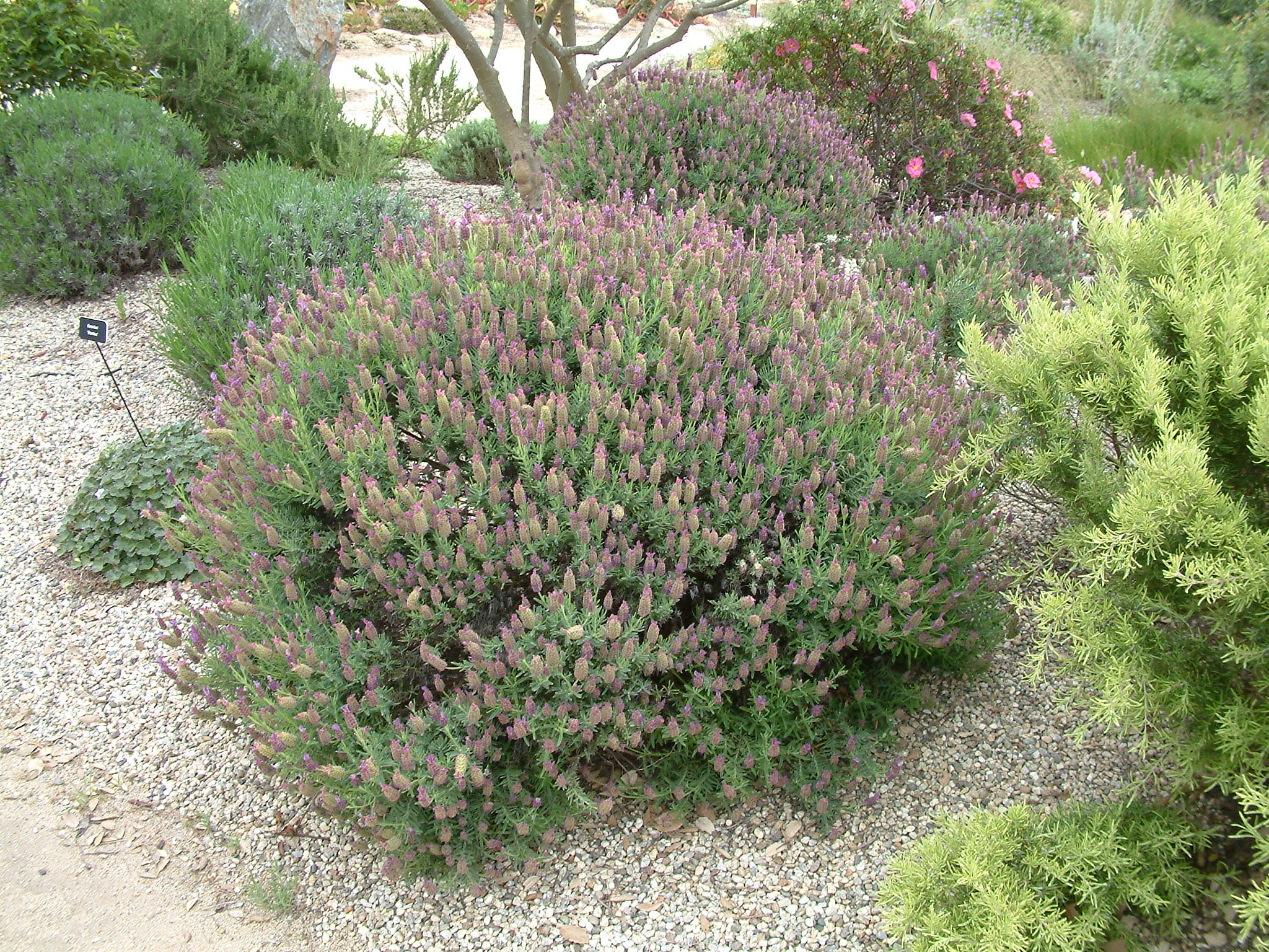 Lavandula stoechas 'Marshwood'