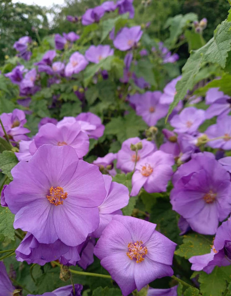 Abutilon x suntense - Indian Mallow | PlantMaster