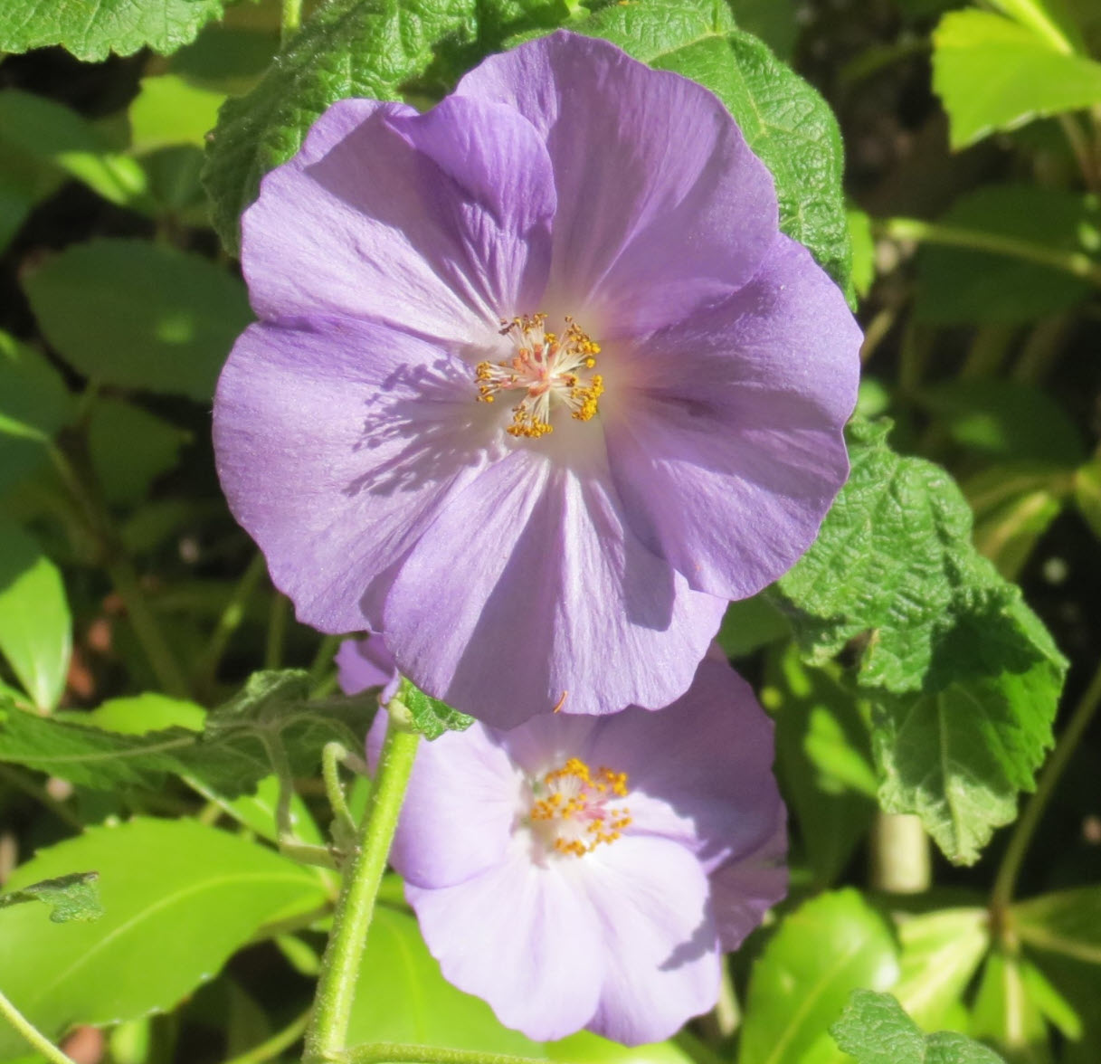 Abutilon x suntense - Indian Mallow | PlantMaster