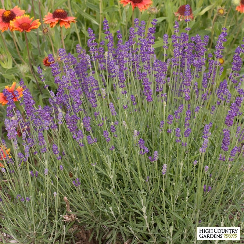 Lavandula angustifolia 'Hidcote Giant' - Hidcote Superior English Lavender  | PlantMaster