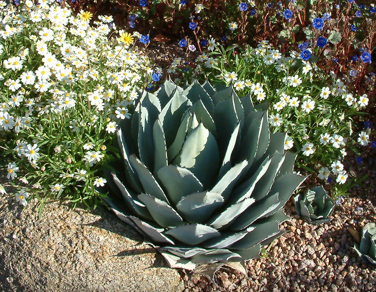 Agave parryi 'Artichoke' - Artichoke Agave | PlantMaster Agave parryi 'Artichoke' - Artichoke Agave | PlantMaster