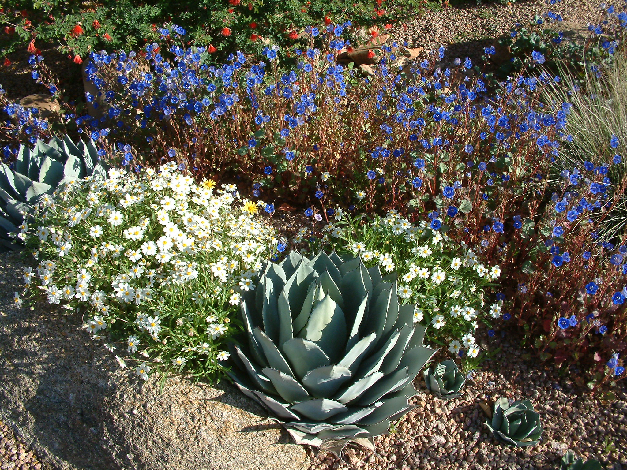 Agave parryi 'Artichoke' - Artichoke Agave | PlantMaster Agave parryi 'Artichoke' - Artichoke Agave | PlantMaster