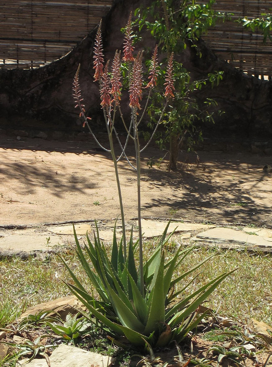 aloe vera pulver bio Bio-Aloe-Vera-Blattpulver: Die ultimative Lösung für Haut, Haare und  Gesundheit– Natures Root main image 0