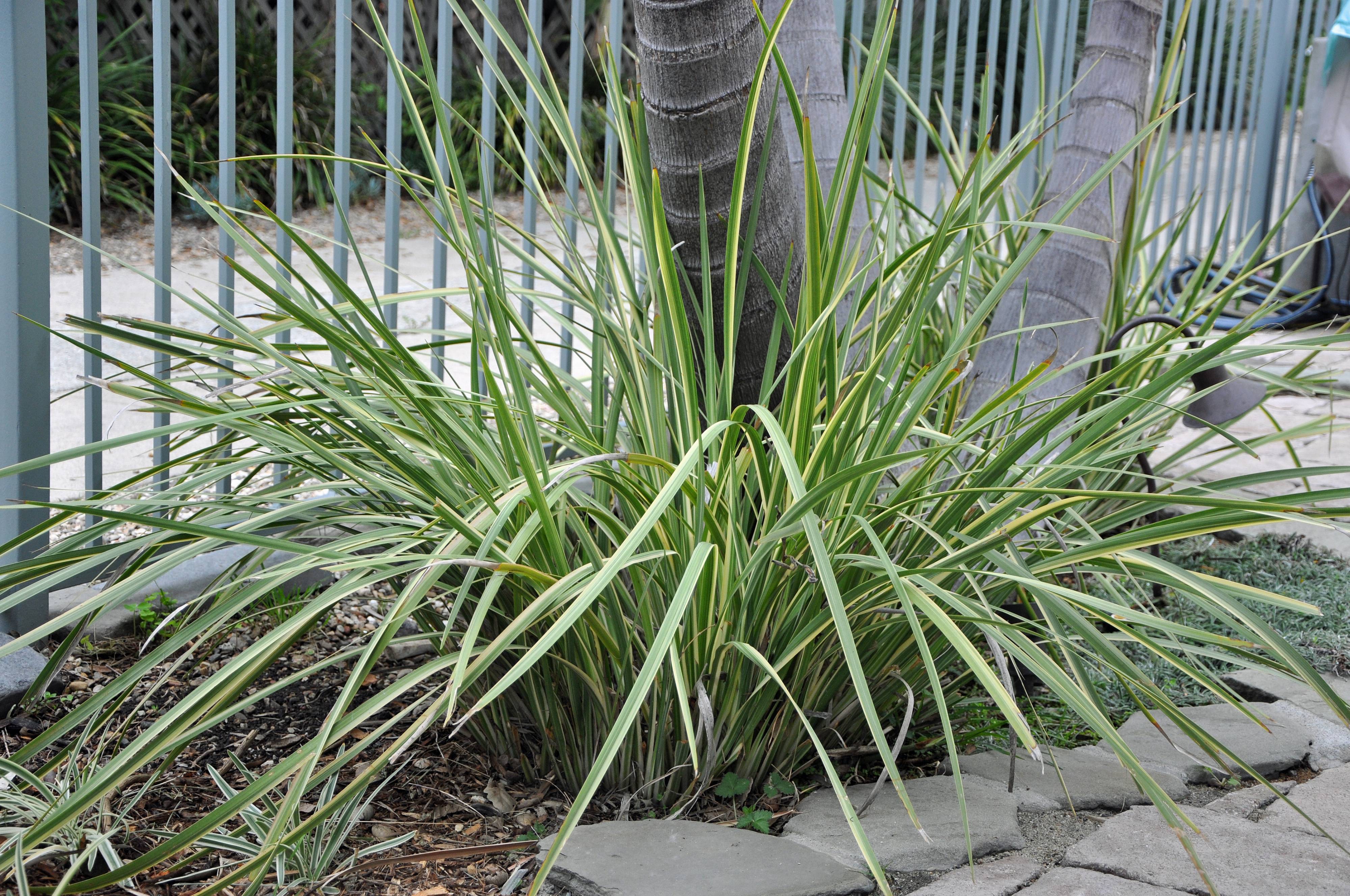Dietes grandiflora 'Variegata' - Striped Fortnight Lily | PlantMaster