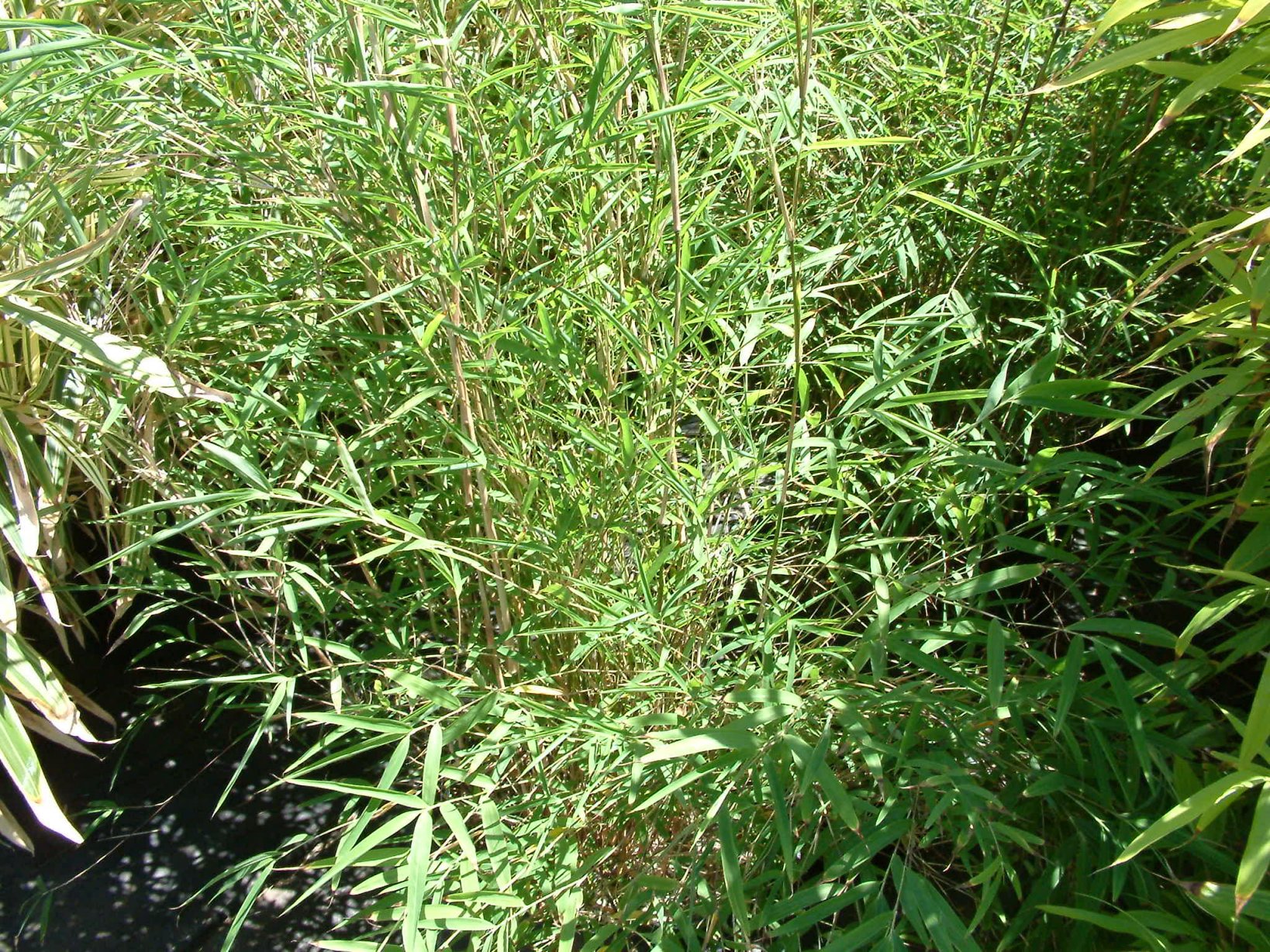 Fargesia nitida - Fountain Bamboo | PlantMaster