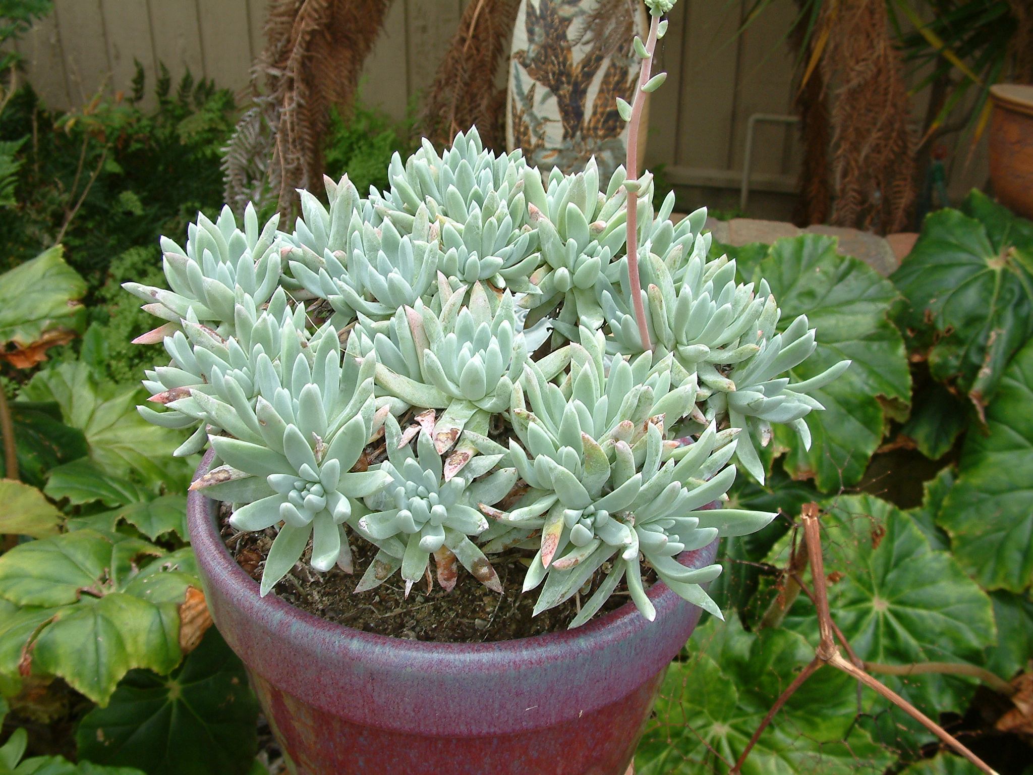 h&m home planters Westcott Ceramic Planter main image 1