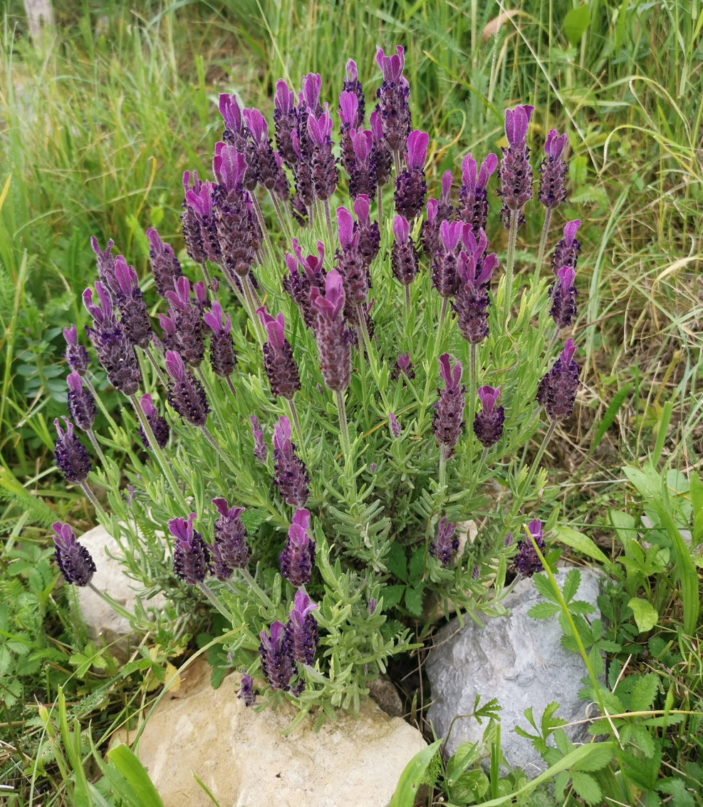 Lavandula stoechas 'Anouk' - Anouk Lavender | PlantMaster