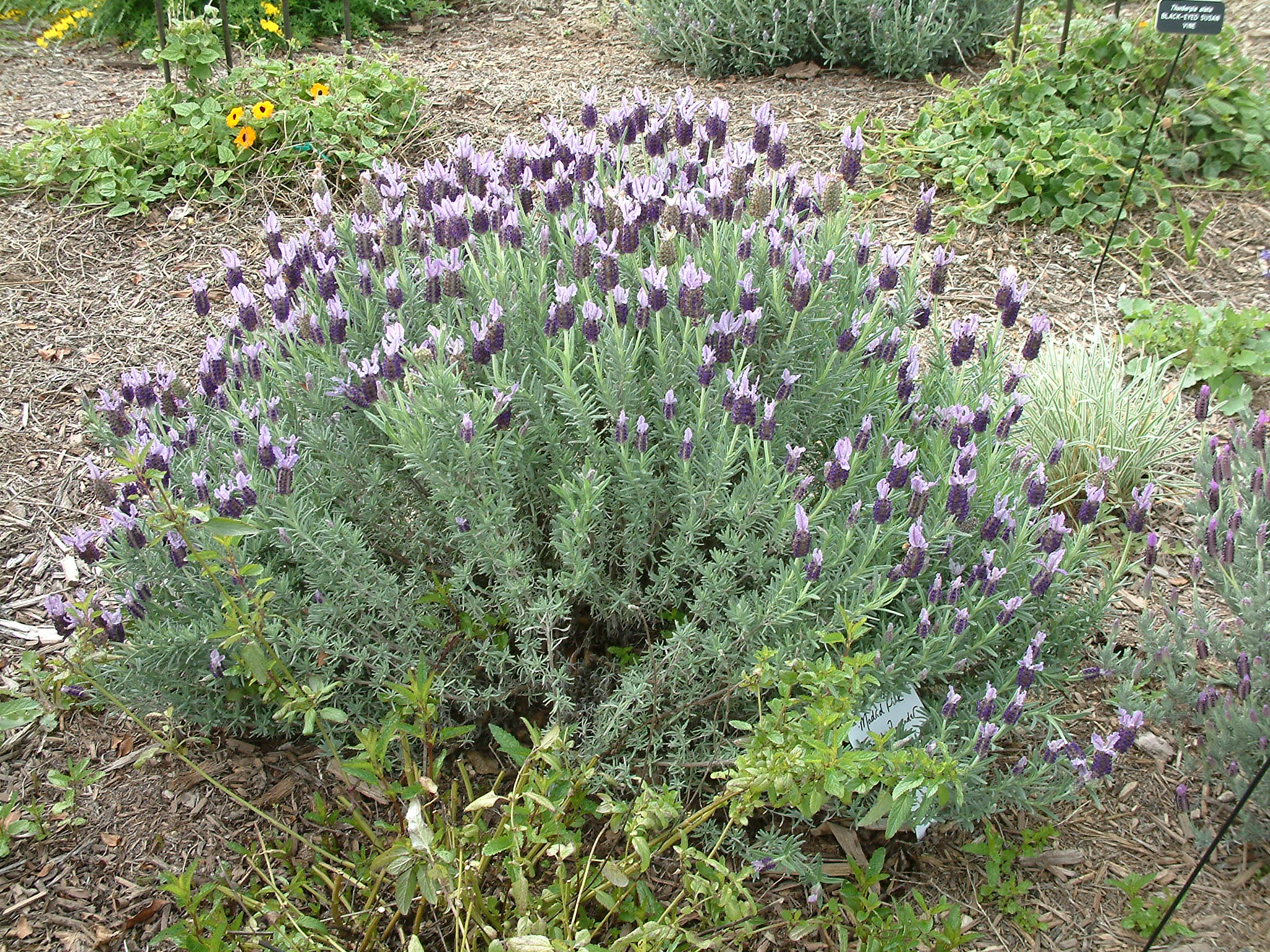 Lavandula stoechas 'Madrid Pink'