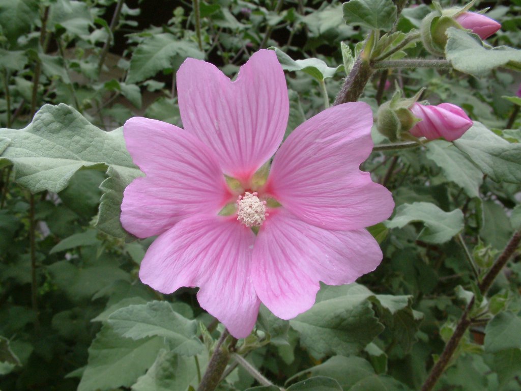 Lavatera thuringiaca 'Kew Rose'