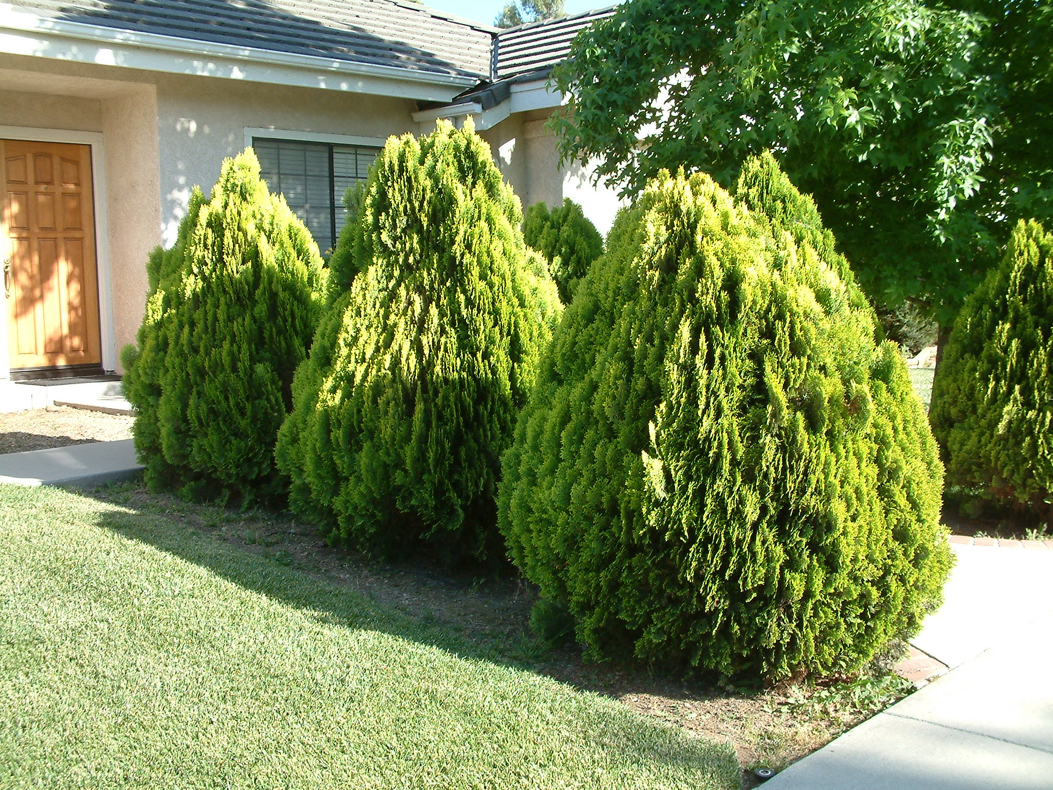 Platycladus orientalis - Arborvitae | PlantMaster Platycladus orientalis - Arborvitae | PlantMaster