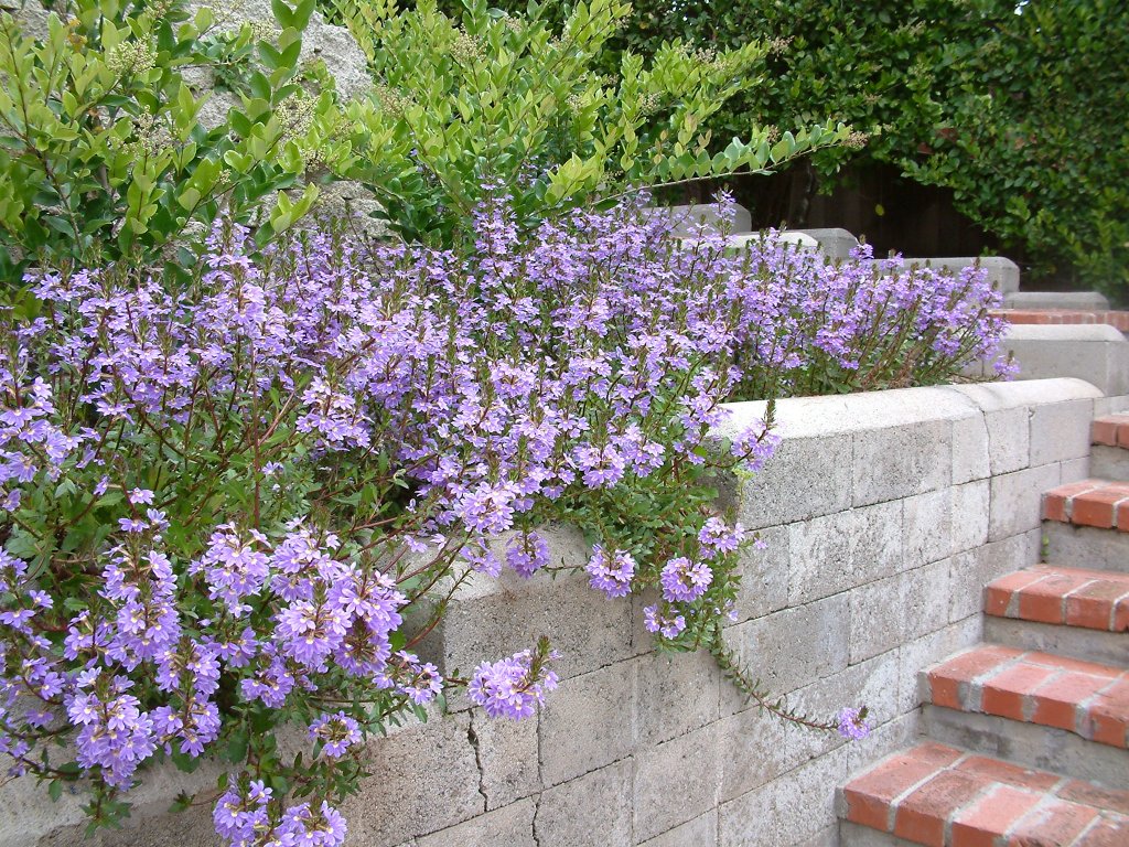 Scaevola 'Purple Fan' - Purple Fan Flower | PlantMaster