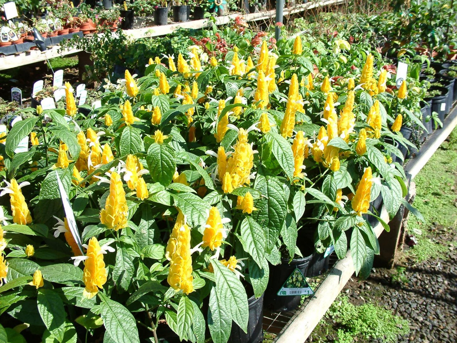 Pachystachys lutea - Golden Shrimp Plant | PlantMaster