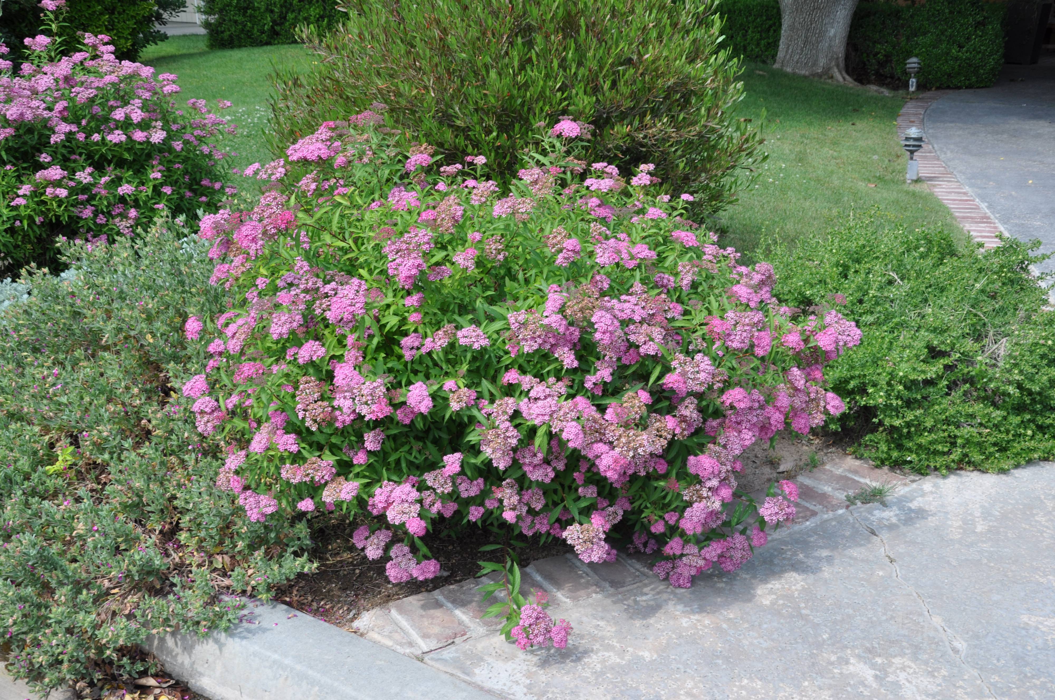 絵画 Reeves spirea White Gold' Japanese spirea – Jardineries Botanix