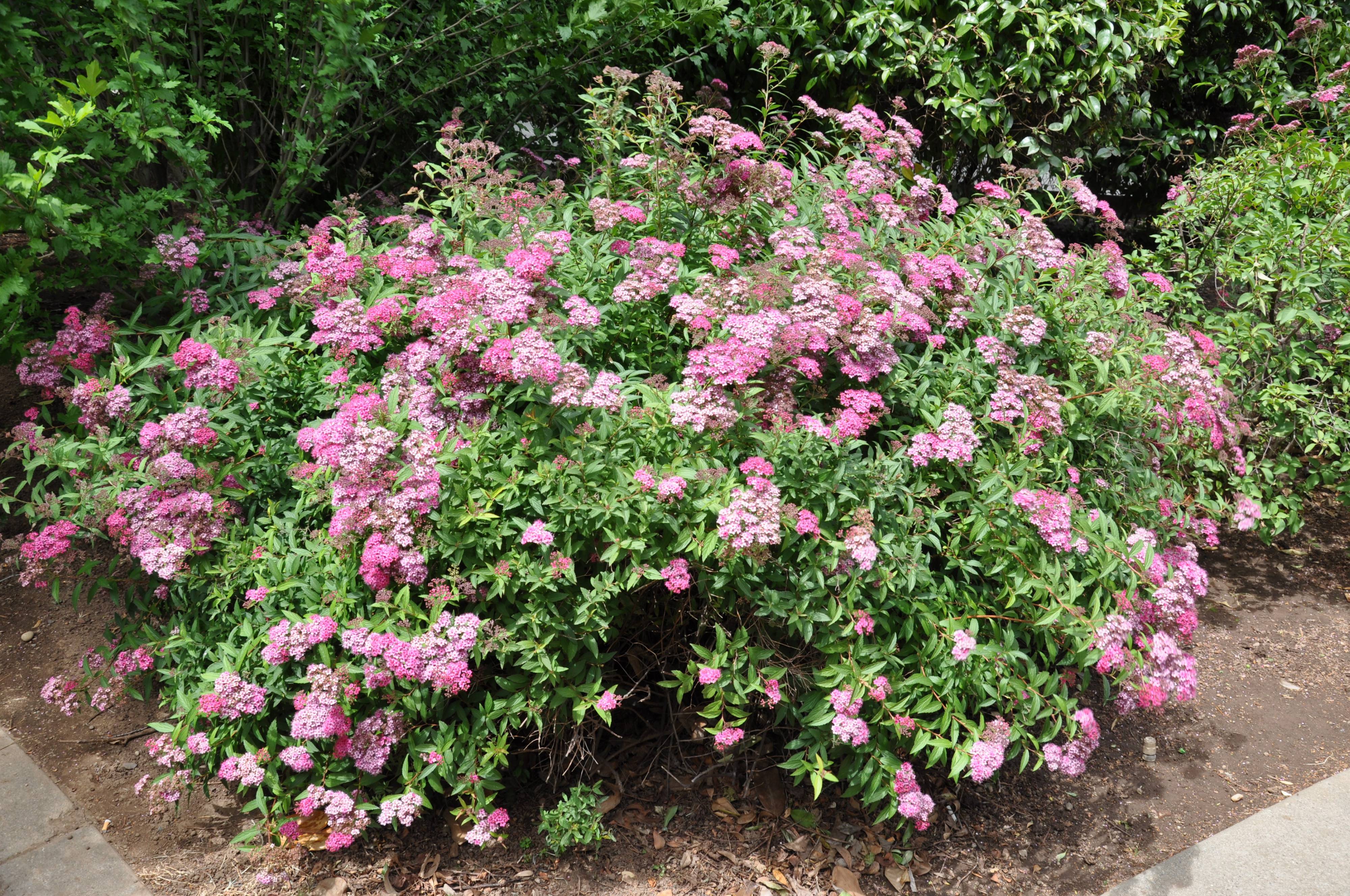 Spiraea japonica - Pink Spirea | PlantMaster