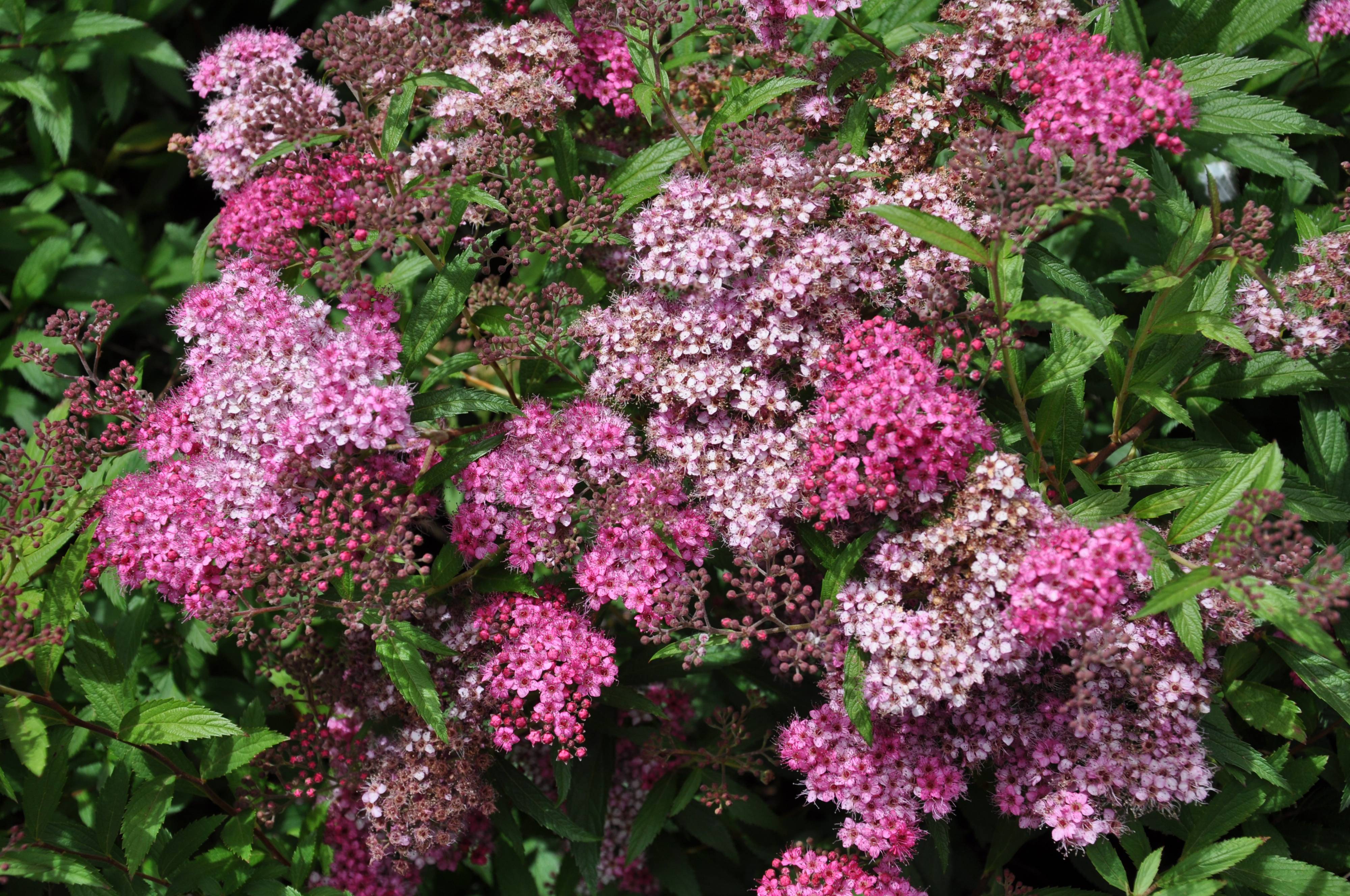 絵画 Reeves spirea White Gold' Japanese spirea – Jardineries Botanix