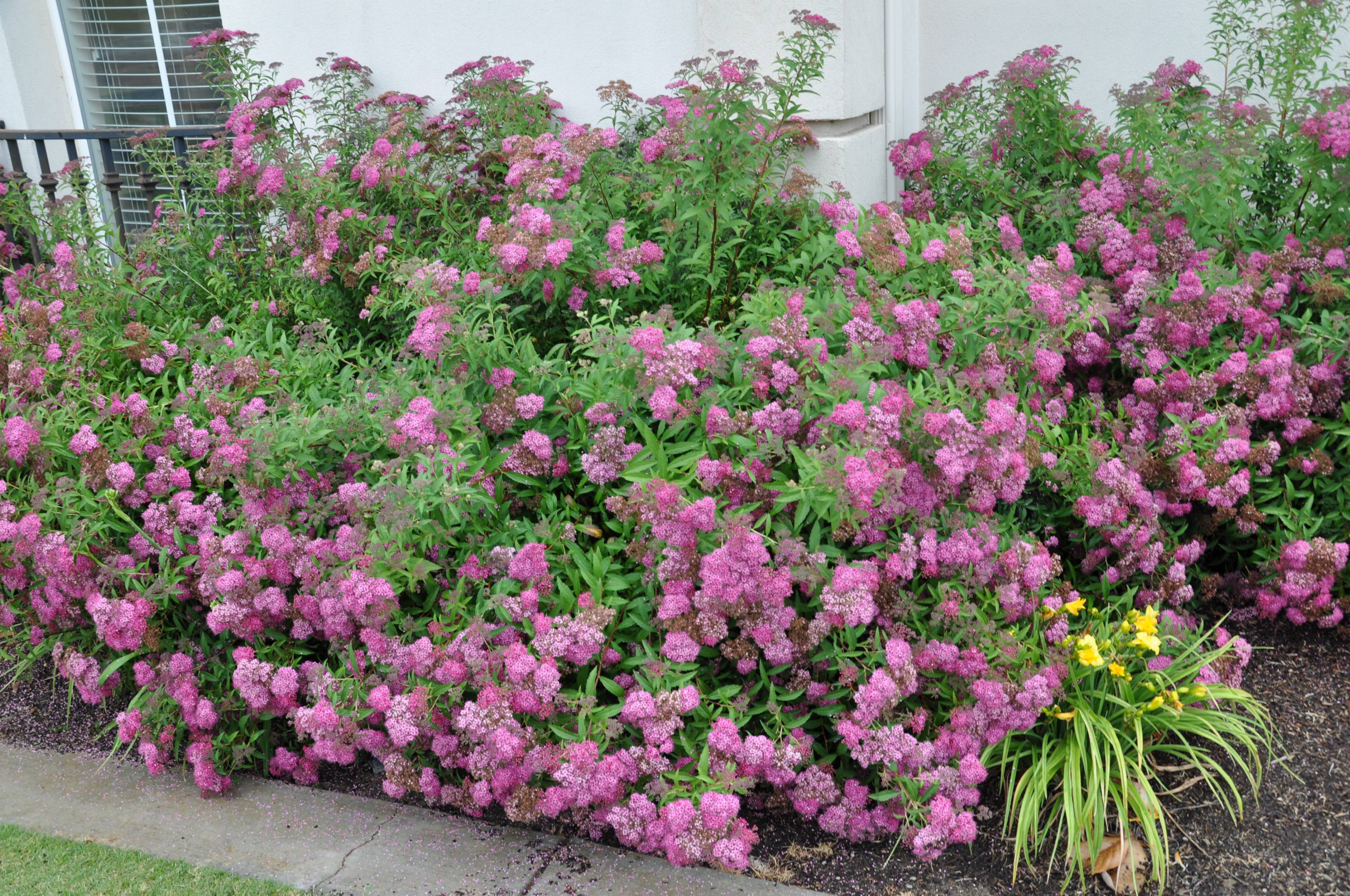 Spiraea japonica - Pink Spirea | PlantMaster
