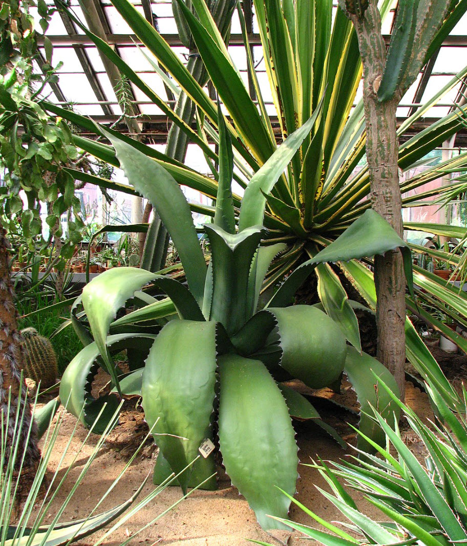 Agave shark skin × salmiana v. ferox - メルカリ