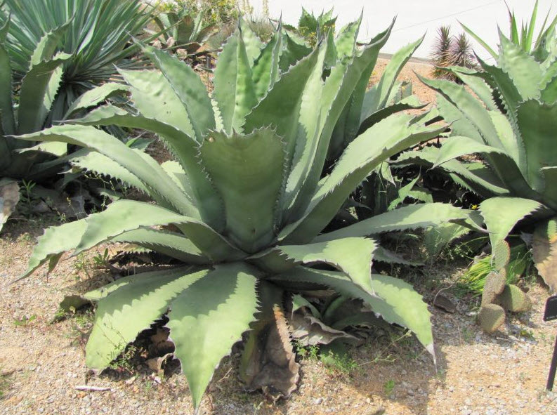 Agave salmiana v. ferox - Pulque Agave | PlantMaster